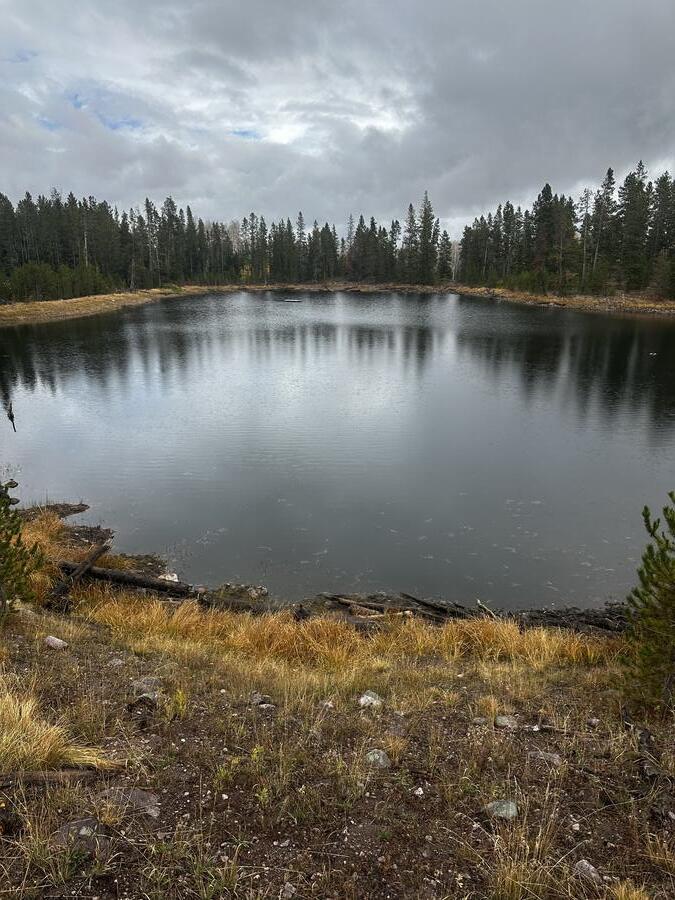 Restored shoreline after harvesting